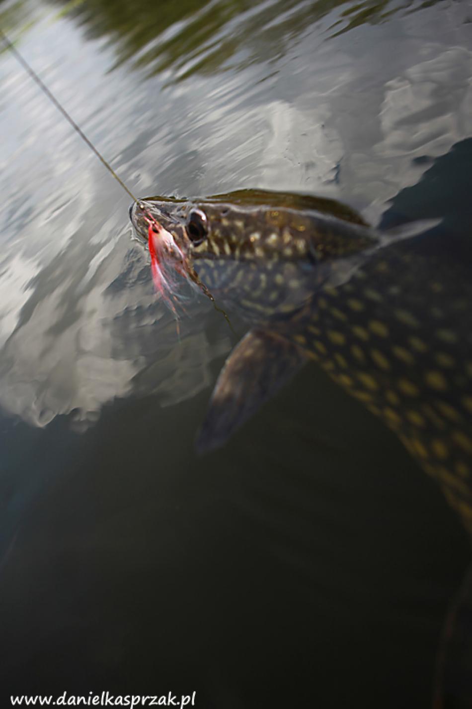 fly_fishing_33.jpg